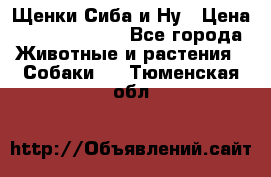 Щенки Сиба и Ну › Цена ­ 35000-85000 - Все города Животные и растения » Собаки   . Тюменская обл.